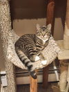 adoptable Cat in , CT named Cyan