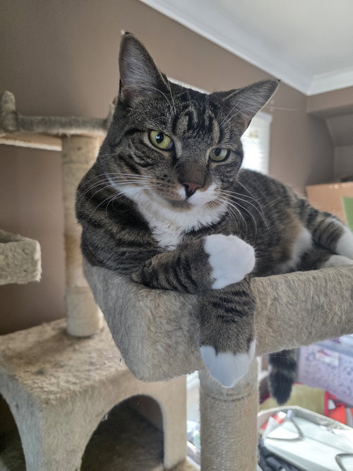 CYAN - Domestic Short Hair available for adoption