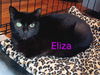 adoptable Cat in , CT named Eliza