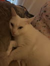 adoptable Cat in , CT named Fauna
