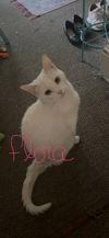 adoptable Cat in Naugatuck, CT named Flora