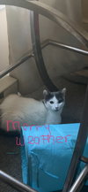 Merryweather - Photo 2