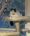 adoptable Cat in Naugatuck, CT named Merryweather