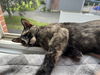 adoptable Cat in Naugatuck, CT named Savanna
