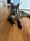 Savanna - Photo 9