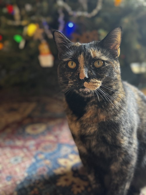 SAVANNA - Domestic Short Hair available for adoption