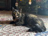 Savanna - Photo 2