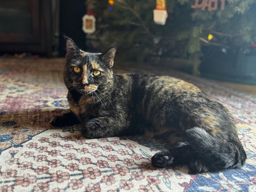 SAVANNA - Domestic Short Hair available for adoption