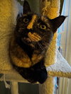Savanna - Photo 3