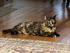 Savanna - Photo 4