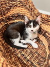 adoptable Cat in , CT named Sir "Elton" John