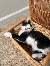 adoptable Cat in , CT named Mitski