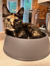adoptable Cat in , CT named Liza Minnelli