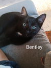 adoptable Cat in , CT named Bentley
