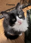 adoptable Cat in  named Freesia