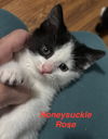adoptable Cat in , CT named Honeysuckle Rose