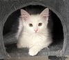 adoptable Cat in  named Doris
