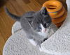 adoptable Cat in , CT named Boulder