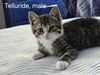 adoptable Cat in , CT named Telluride