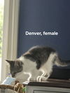 adoptable Cat in , CT named Denver