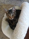 adoptable Cat in , CT named Arla
