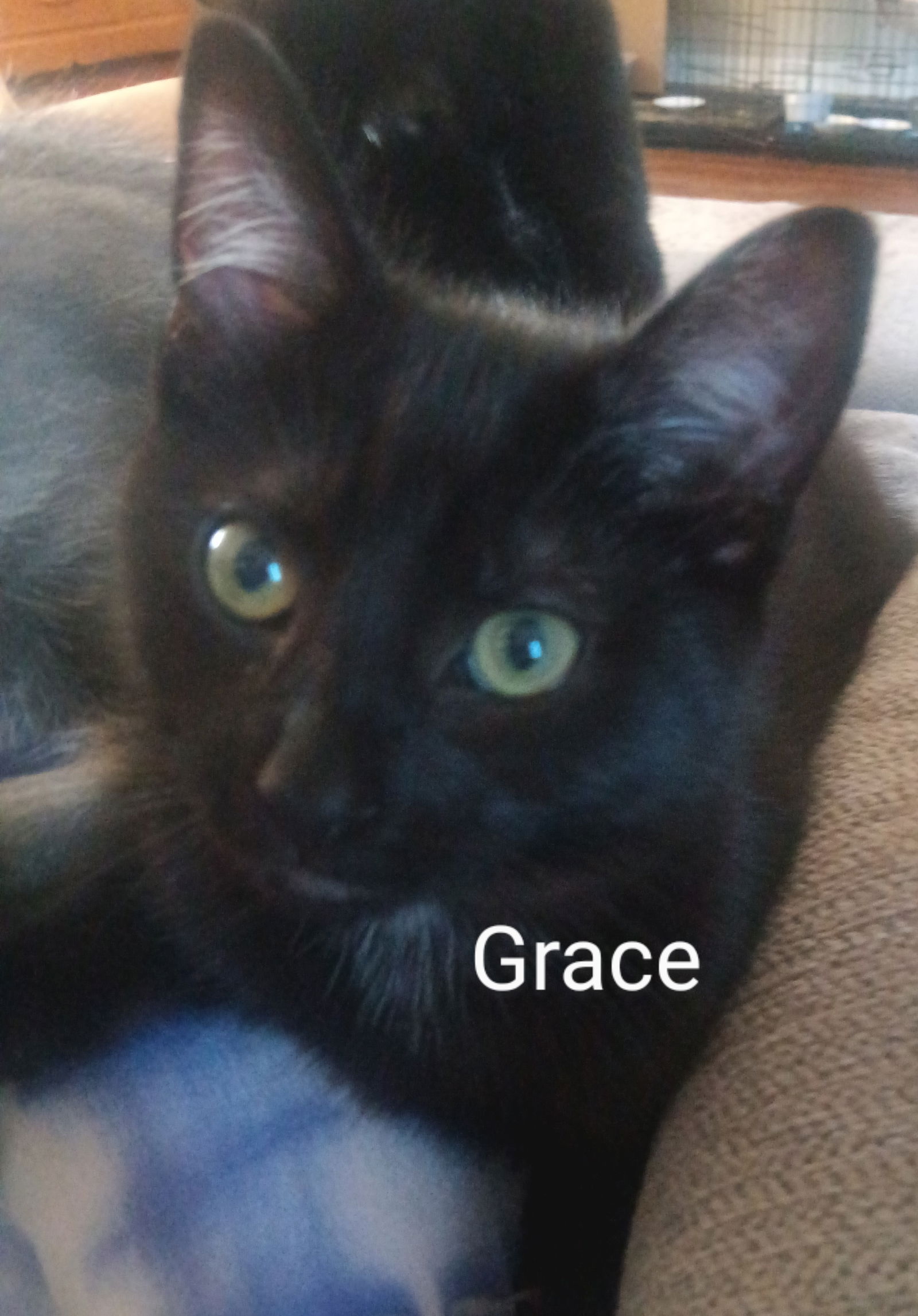 adoptable Cat in Naugatuck, CT named Grace