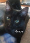 adoptable Cat in , CT named Grace