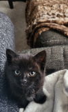 adoptable Cat in , CT named Clover