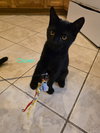 Clover - Photo 5