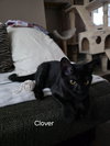 Clover - Photo 6