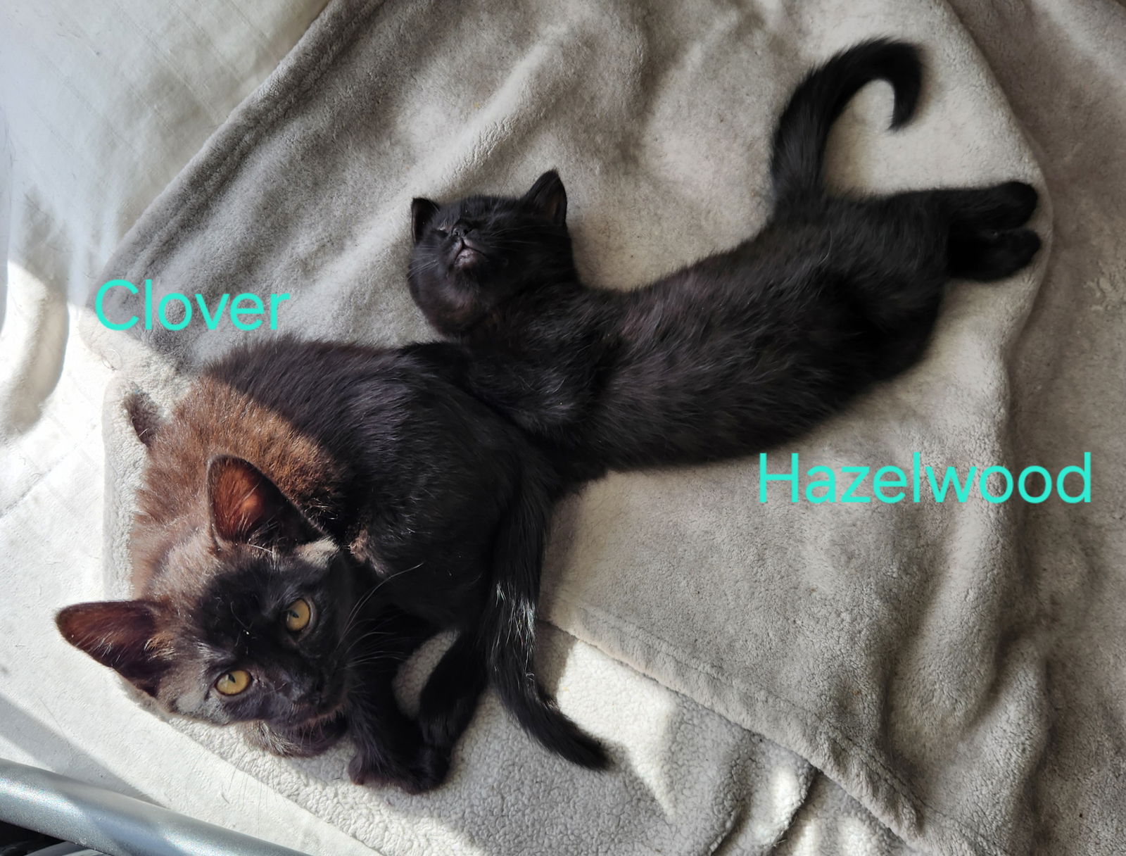 adoptable Cat in Naugatuck, CT named Hazelwood