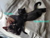 adoptable Cat in , CT named Hazelwood