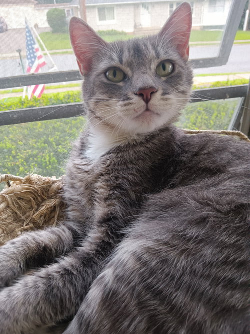 picture of the cat needing adoption