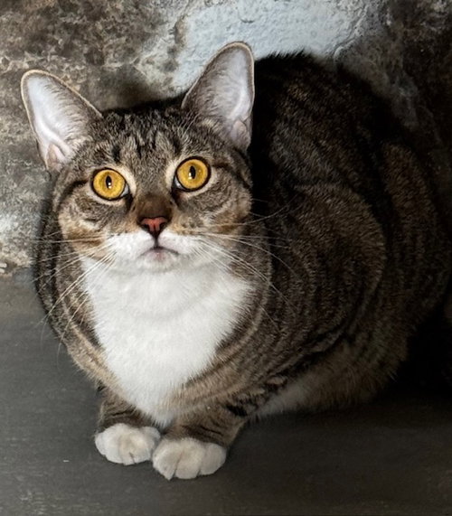 SWEETNESS - Domestic Short Hair available for adoption