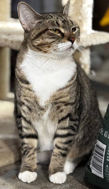 SWEETNESS - Domestic Short Hair available for adoption