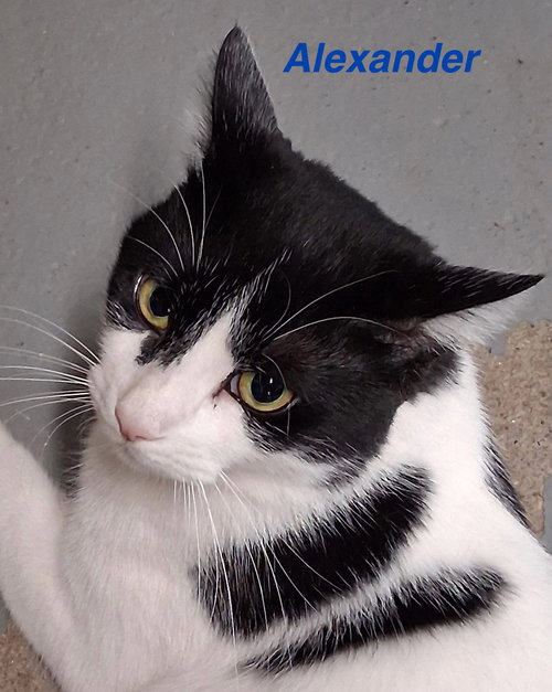 picture of the cat needing adoption
