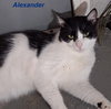 Alexander - Photo 6