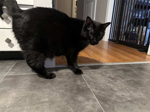 MALKIA - Domestic Medium Hair available for adoption
