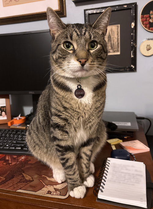 Duffy, an adoptable Domestic Short Hair in Naugatuck, CT