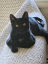 Coal - Photo 4
