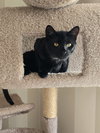 Coal - Photo 6
