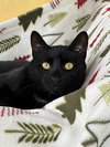 Coal - Photo 2