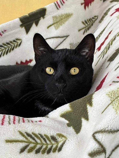COAL - Domestic Short Hair available for adoption