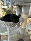 Coal - Photo 5