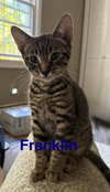 Franklin - Photo 2