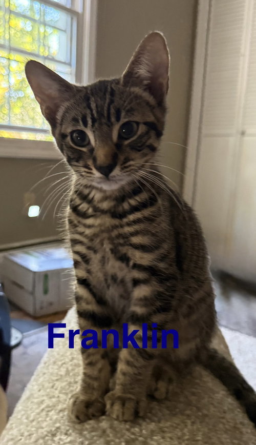 FRANKLIN - Domestic Short Hair available for adoption