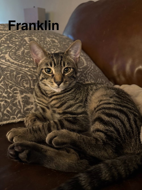 picture of the cat needing adoption