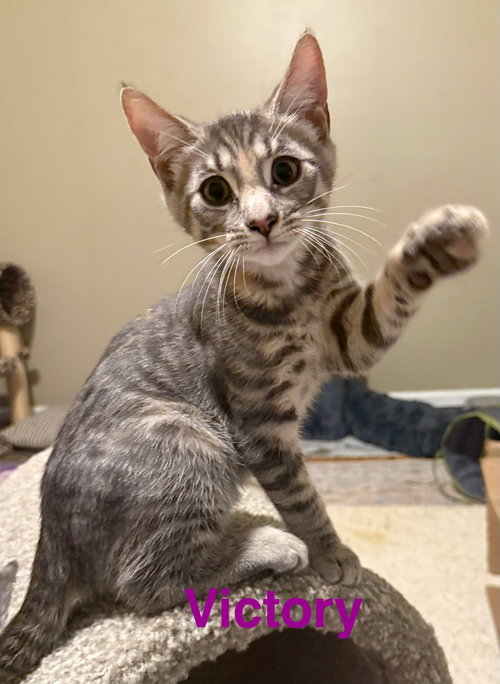 VICTORY - Domestic Short Hair available for adoption