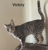 Victory - Photo 1