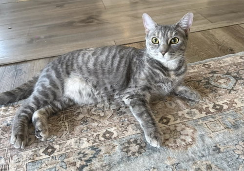 VICTORY - BONDED PAIR - Domestic Short Hair available for adoption